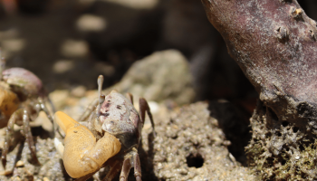Biodiversity and Ecosystems Management